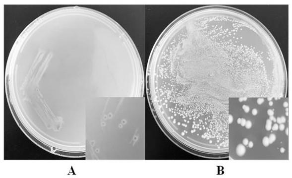 一种养殖刺参用抑制致病弧菌的复合微生态制剂的制作方法