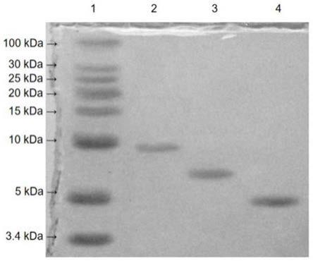 采用酶解法对向海雁鹅血多肽的提取研究方法与流程