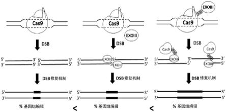 用于增强基因组编辑的CRISPR/CAS和核酸外切酶的卷曲螺旋介导的栓系的制作方法