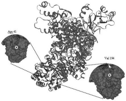 融合BsuDNA聚合酶和BsuDNA聚合酶突变体及其基因、质粒、基因工程菌的制作方法
