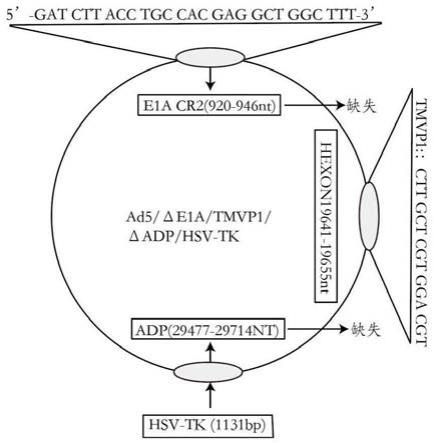 一种携带TMVP1和HSV-TK的溶瘤腺病毒重组体，其构建方法及应用与流程