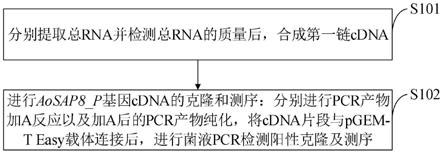 芦笋中抗旱性AoSAP8_P基因、核酸分子及其应用的制作方法