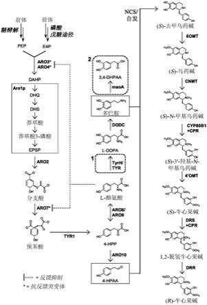 提高吗啡喃生物碱和衍生物的产量的方法与流程