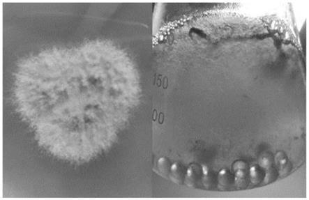一种用于冠突散囊菌分生孢子纯化培养的培养基及其制备方法和应用与流程