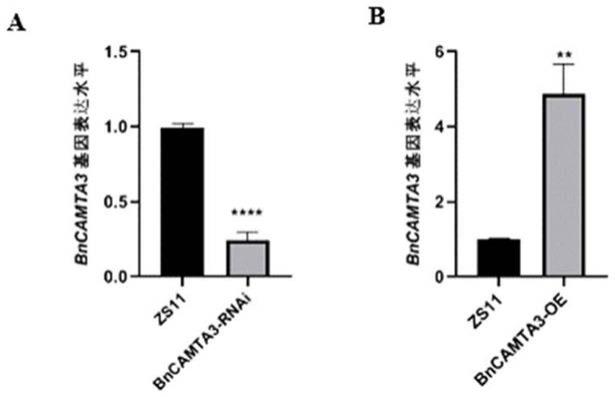 油菜基因BnCAMTA3的抗病调控功能应用