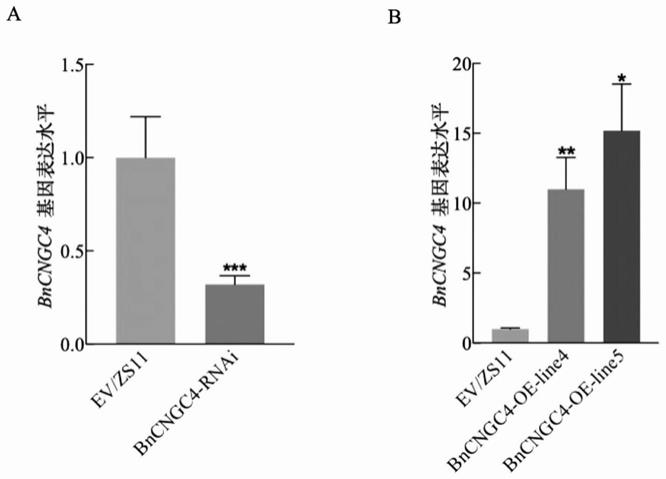 油菜钙离子通道基因BnCNGC4在菌核病防控中的应用