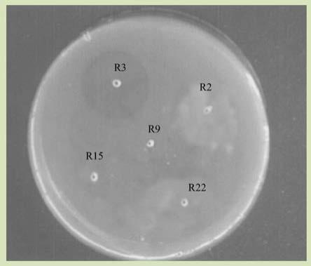 一株枯草芽孢杆菌纳豆亚种R3及其应用的制作方法