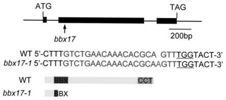 BBX17在调控拟南芥下胚轴生长上的应用