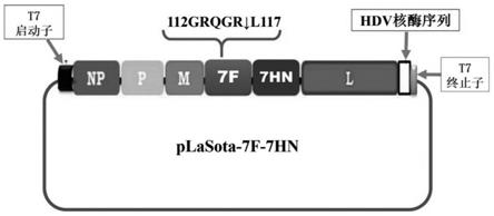 携带基因VII型新城疫病毒F和HN基因的重组LaSota疫苗株及其构建方法和应用