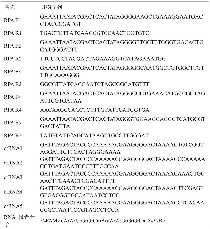 鸭坦布苏病毒核酸CRISPR-Cas13a检测系统及RPA引物对和crRNA