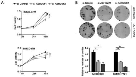 ABHD2基因表达抑制剂、其应用及药物