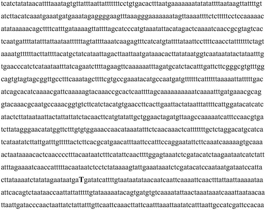 SNP位点的基因型组合在评价毛白杨树干皮孔表型中的应用、引物组、试剂盒及其应用