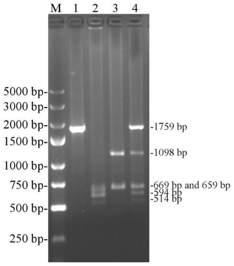一种快速区分猪圆环病毒1型、2b型和嵌合型猪圆环病毒C1-233株的引物及其应用