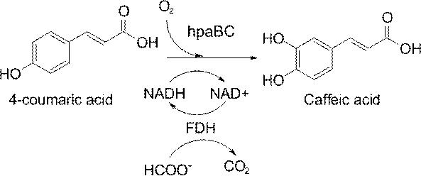 一种提高咖啡酸产量的菌株的制备方法和催化应用与流程
