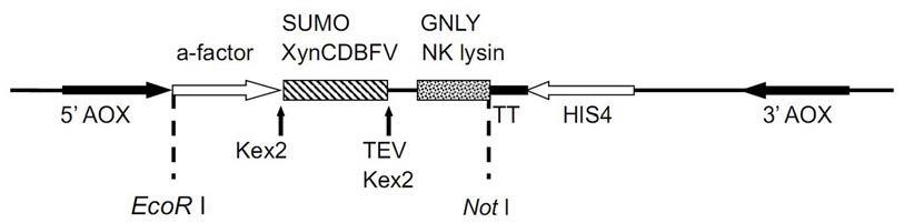 一种利用融合蛋白标签促进人颗粒溶素及动物NKlysin在毕赤酵母中表达的方法