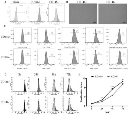 一种CD146+间充质干细胞亚群在制备防治卵巢早衰的药物中的应用的制作方法