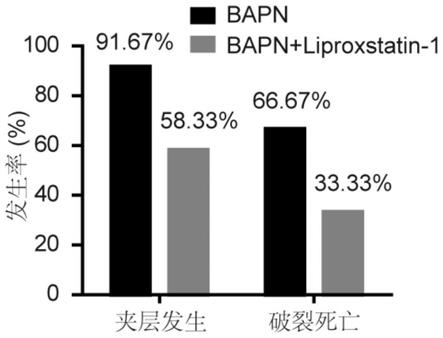 Liproxstatin-1在制备防治主动脉夹层的药物中的应用和其药物组合物