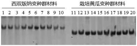 一种检测黄瓜CsPsy1基因SNP位点的分子标记及其应用