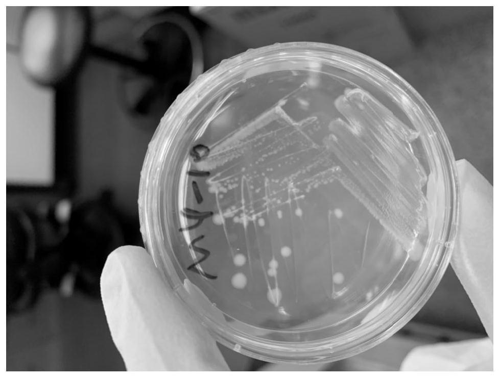 微生物培养基及鲁杰氏菌的分离方法