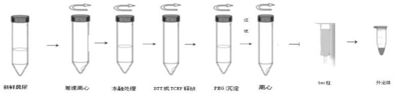 一种基于PEG沉淀法与SEC柱法相结合的尿液外泌体提取试剂盒及应用的制作方法