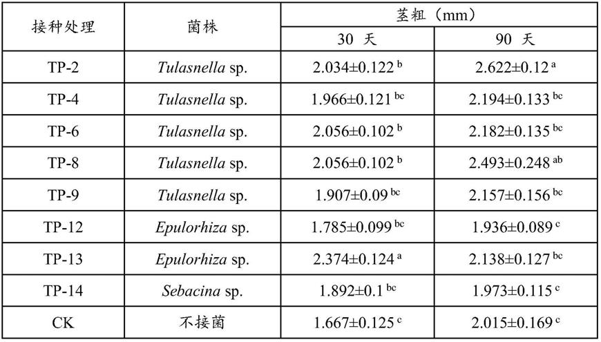 一种具有促进石斛茎粗生长的胶膜菌菌株TP-2和应用
