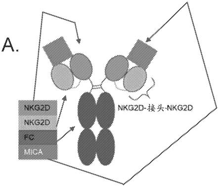 NKG2D融合蛋白及其用途的制作方法