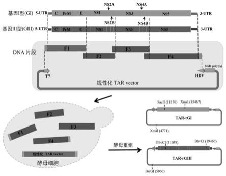 一种基因I型与基因III型日本脑炎病毒感染性克隆及其构建方法与应用