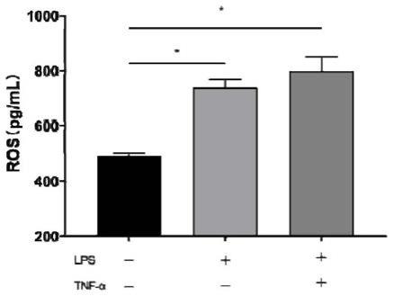 TNF-α与LPS联用在构建肠道氧化应激细胞模型中的应用