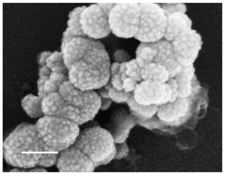 一种纳米银修饰的单宁酸-铁网络的载药纳米复合物及其制备方法和逆转肿瘤耐药应用