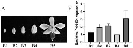 一种调控蝴蝶兰花瓣颜色的基因PeNHX1及其应用
