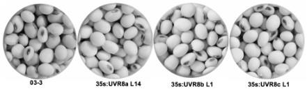 GmUVR8基因家族在提高植物异黄酮含量中的应用