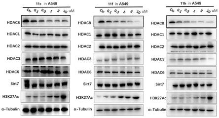 组蛋白去乙酰化酶8选择性降解剂、制备方法及其在抗肿瘤活性中的应用