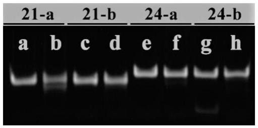 淫羊藿次苷Ⅰ或根皮素在制备核酸胞嘧啶脱氨酶APOBEC3B抑制剂中的应用
