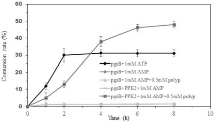 一种耦合ATP再生酶和聚谷氨酸合成酶的γ-PGA制备方法