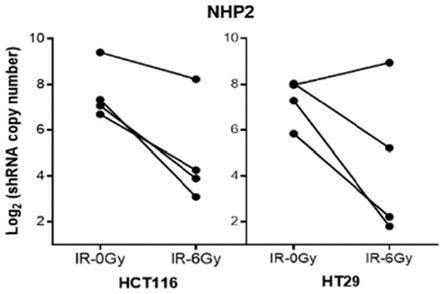 NHP2在预测癌症放疗敏感性和预后中的应用