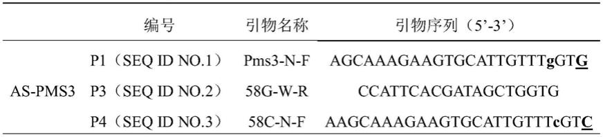一种用于水稻光温敏雄性不育基因pms3分子标记的引物及方法