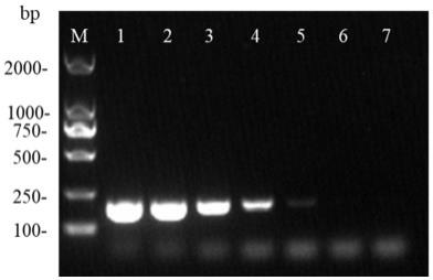 检测薏苡叶斑病菌的DPO-PCR引物及方法