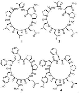 海绵环肽类化合物及其制备方法与应用