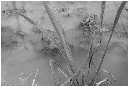 一种利用茭白监测稻水象甲越冬后成虫发生动态的方法