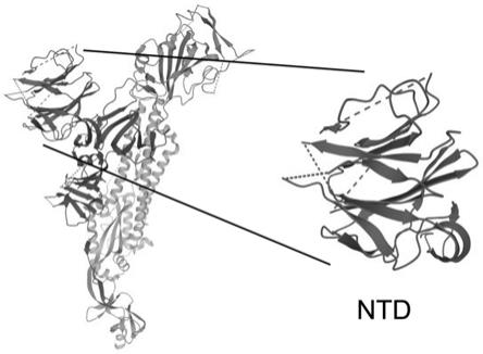 一种减毒沙门氏菌分泌表达NTD结构域蛋白的新型冠状病毒疫苗抗原递呈系统及其应用