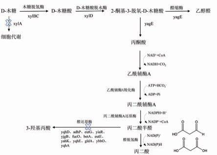 生产丙二酸的工程菌及其构建方法和应用