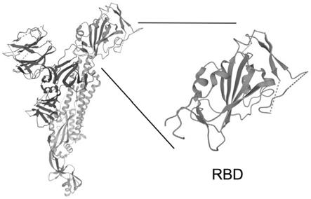 一种减毒沙门氏菌分泌表达RBD结构域蛋白的新型冠状病毒疫苗抗原递呈系统及其应用的制作方法