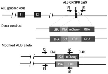 一种ALB融合蛋白的表达方法及其应用与流程