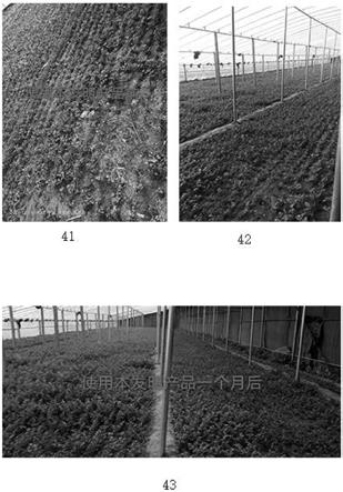 防治作物死苗烂根、调节土壤酸碱度的土壤改良剂及其制备方法与流程