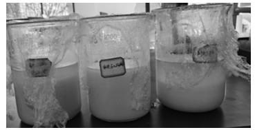 一种甘草酸二铵生产中正丁醇溶剂纯化方法与流程