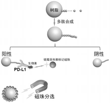 一种靶向PD-L1多肽、制备方法，组装形成的纳米管及应用