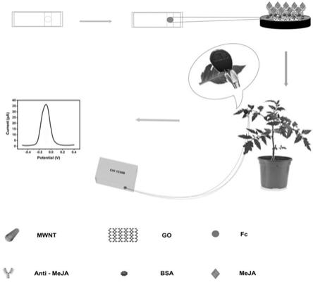 基于平板电极生物传感器的植物茉莉酸甲酯原位检测方法