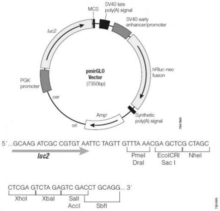 一种半滑舌鳎miRNA及其在调控tgfb2基因表达中的应用的制作方法