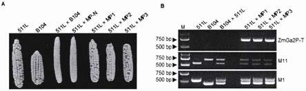 玉米单向杂交不亲和相关蛋白ZmGa2P及其编码基因与应用