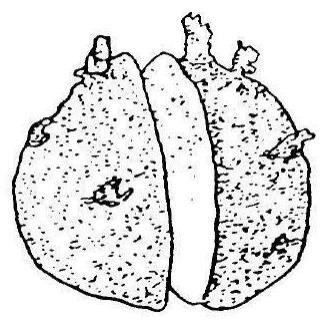 一种旱作区马铃薯玉米间套作栽培方法与流程